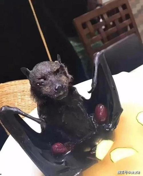 蝙蝠可以变成人吗视频,揭秘蝙蝠变人的奇幻传说