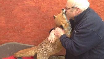 狐狸会变成人类嘛视频,揭秘神秘变身之谜