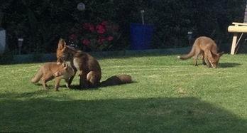 狐狸会变成人类嘛视频,揭秘神秘变身之谜