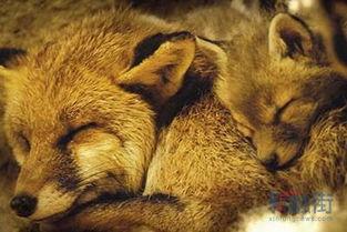 狐狸会变成人类嘛视频,揭秘神秘变身之谜