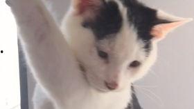 猫变成人形的视频,揭秘猫咪神秘变身之谜