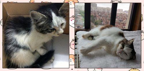 猫变成人形的视频,揭秘猫咪神秘变身之谜