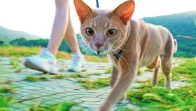 猫变成人形的视频,揭秘猫咪神秘变身之谜