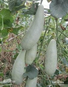 羊角蜜甜瓜吃瓜视频,甜蜜滋味，视觉盛宴