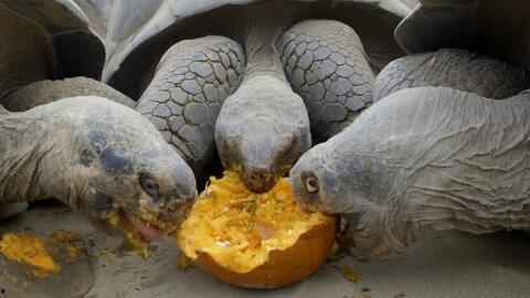 王八吃瓜视频完整,一场网络热传的娱乐盛宴
