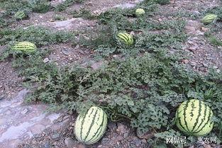 石瓜怎么做吃的最好吃视频,家常做法，夏日清新解暑佳品