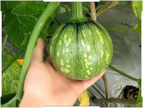 籽瓜熟吃做法窍门视频讲解