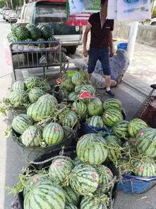 诸城事件吃瓜视频最新,吃瓜群众揭秘真相，视频曝光惊人内幕