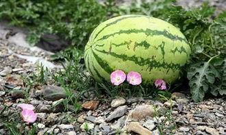 吃瓜种子的视频大全,趣味横生的瓜界盛宴